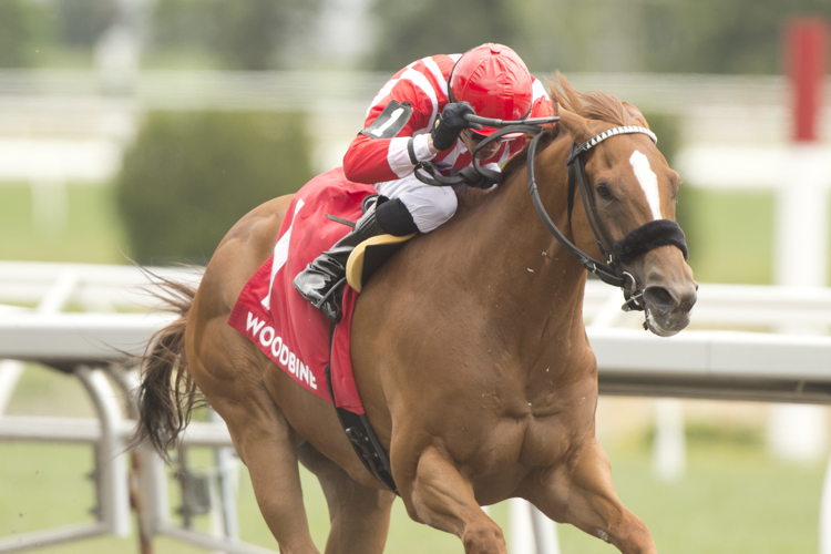 Old Chestnut and jockey Eswan Flores winning the Jacques Cartier Stakes (G3) on May 31, 2025 at Woodbine (Michael Burns Photo)