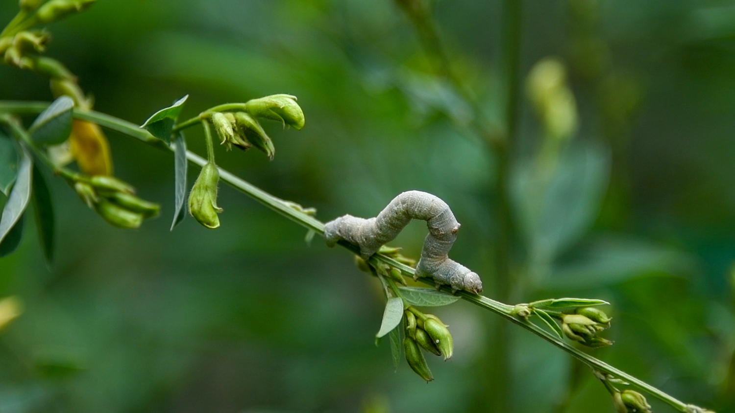 Semilooper on pigeonpea plant