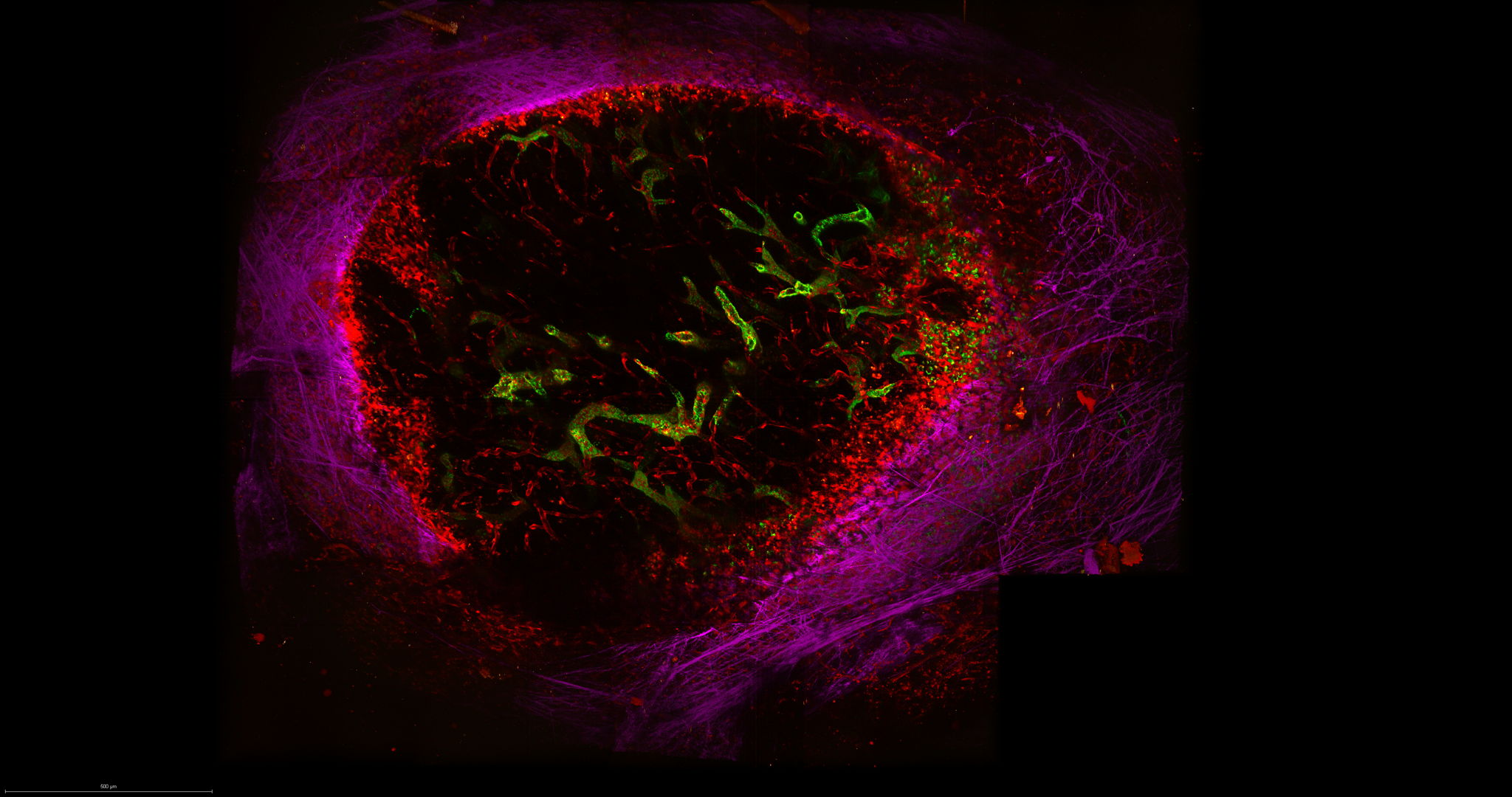 Intravital imaging of thin blood vessels (red) and thick high endothelial venules (green) in a mouse lymph node. (Courtesy of Kathryn Jacobs)