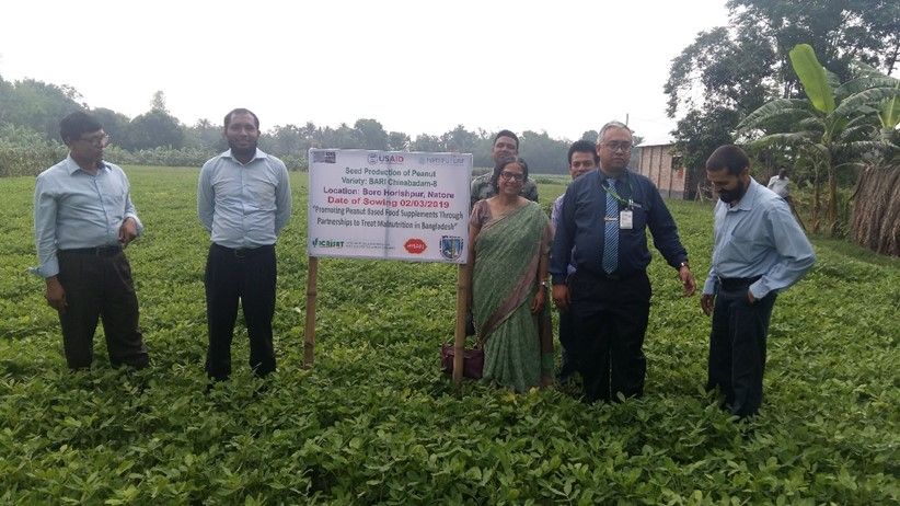 ICRISAT and BARI have developed several new varieties of groundnut during the last 20 years.