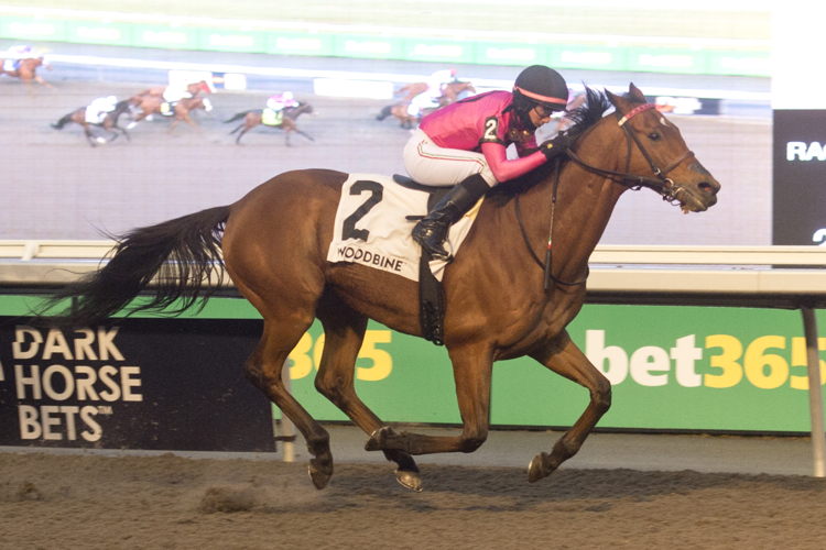Conglomerate and jockey Luis Contreras winning the Valedictory Stakes on December 3, 2023 at Woodbine (Michael Burns Photo)