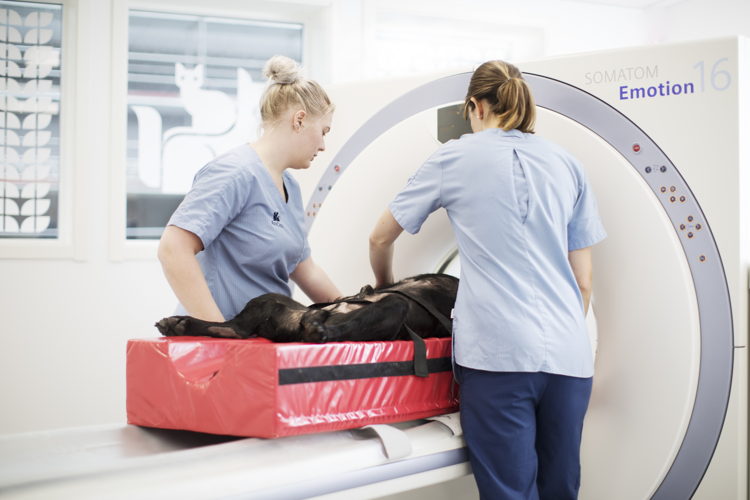 Hond in MRI-scanner