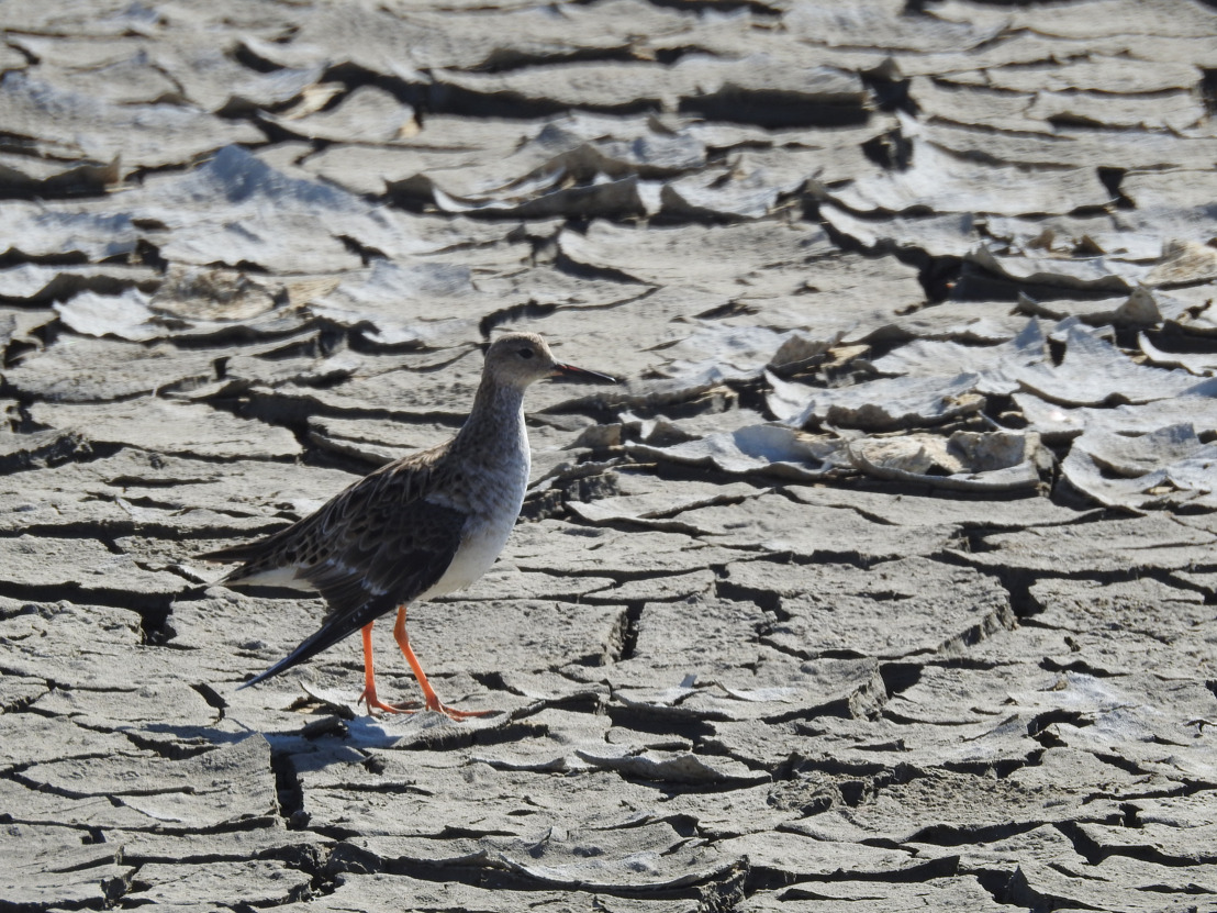 VUB-doctoraatsonderzoek: onbeschermde wetlands zijn even levensnoodzakelijk voor trekvogels als de beschermde