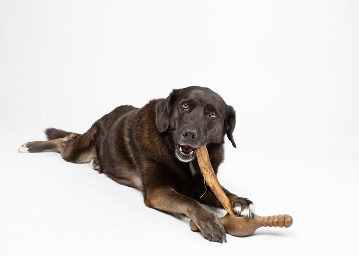 Benebone Pawplexer