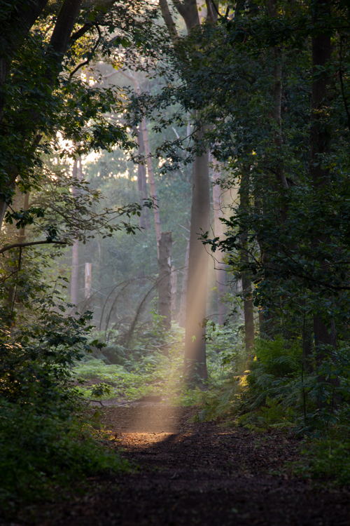 Bosmanhoeckbos (© Gert Arijs)