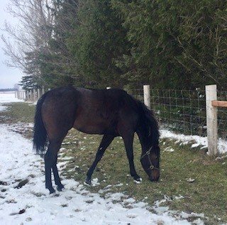 So Much More enjoying life on the farm. (Supplied)