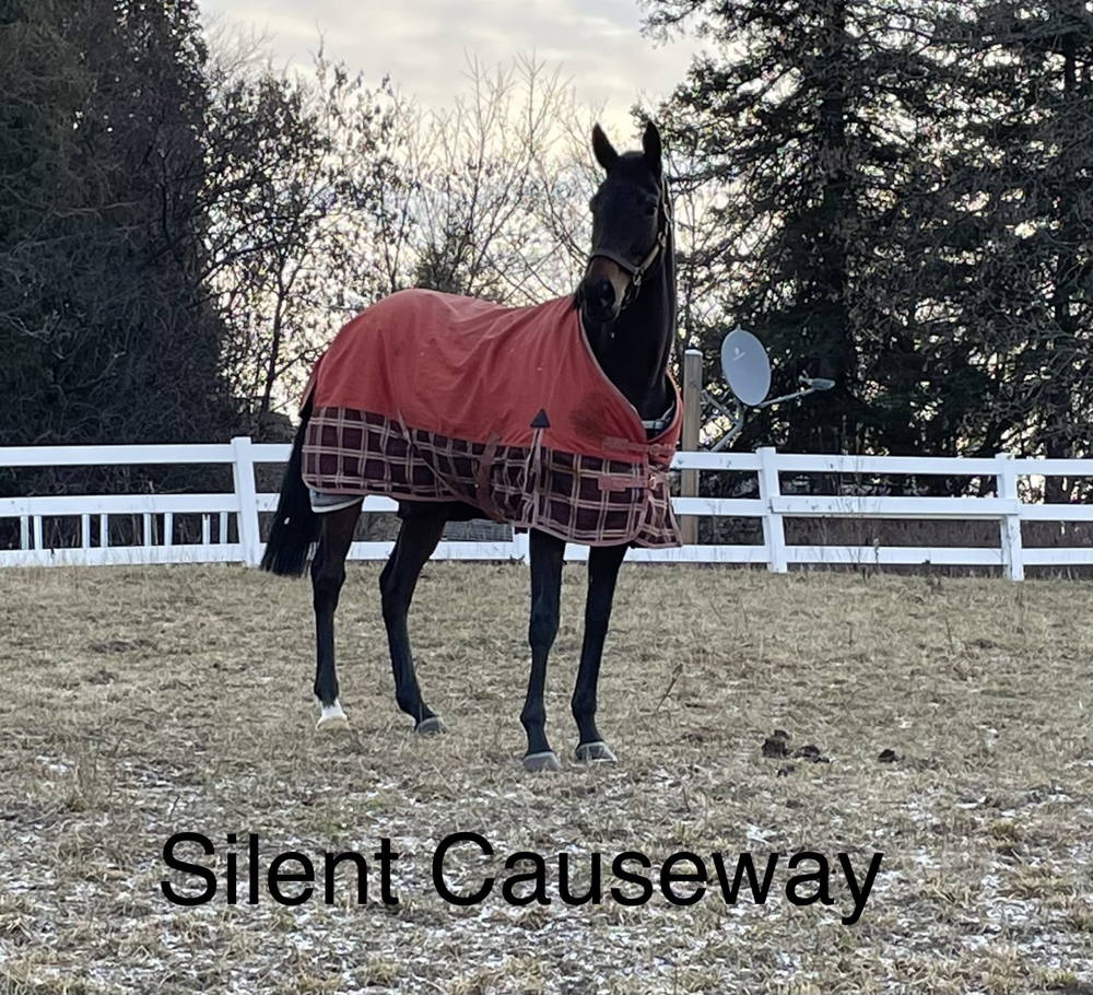 Silent Causeway enjoying time in the field. (supplied)