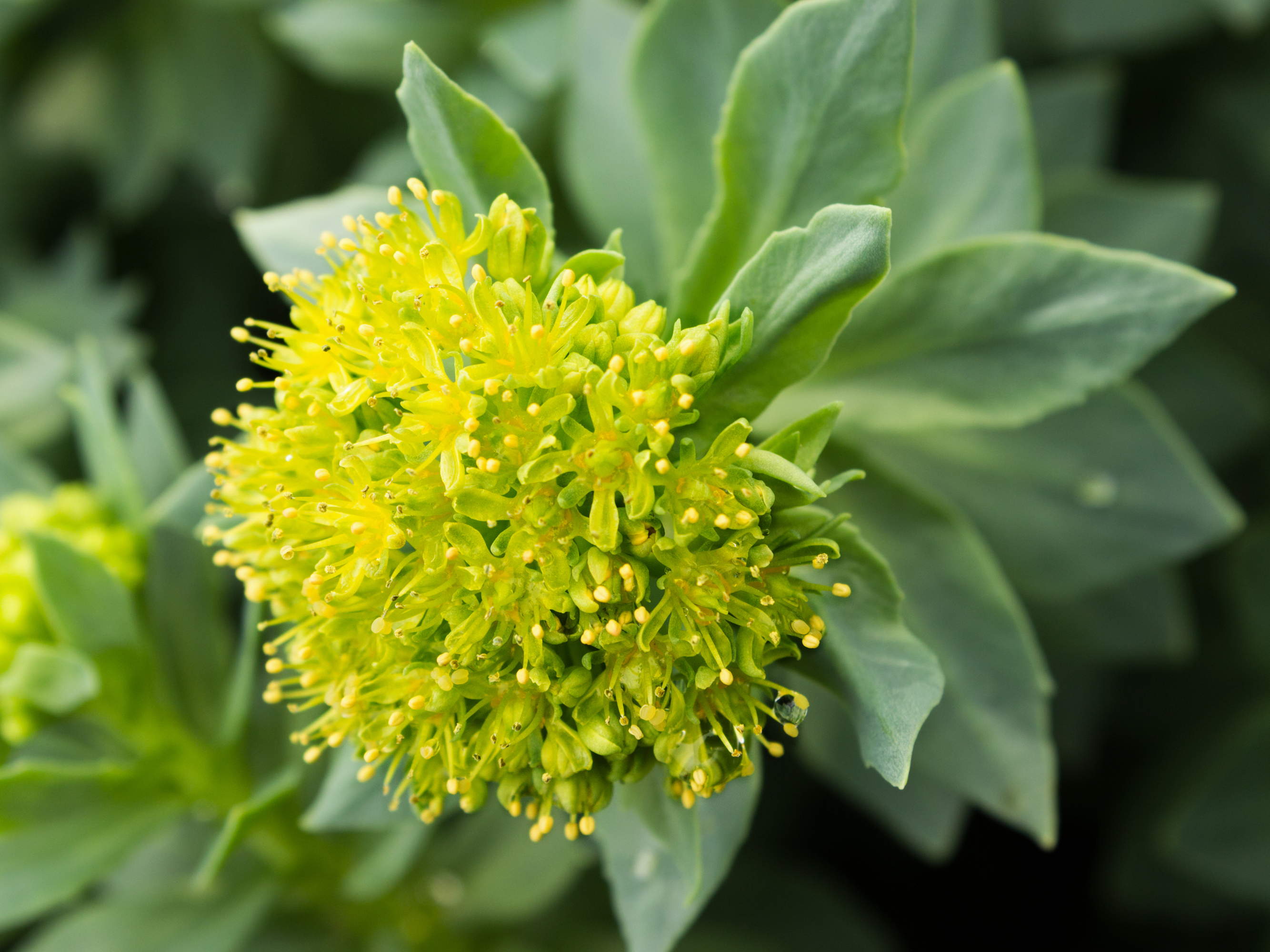 Nektium secures new CITES trade permits for Rhodiola rosea raw material