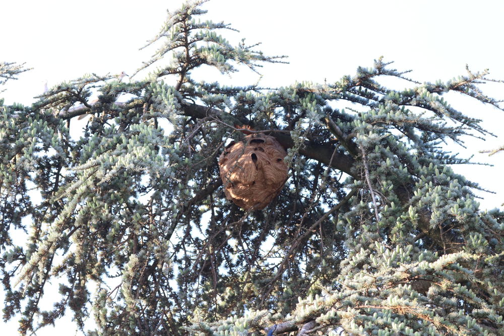 nest Aziatische hoornaar in boom