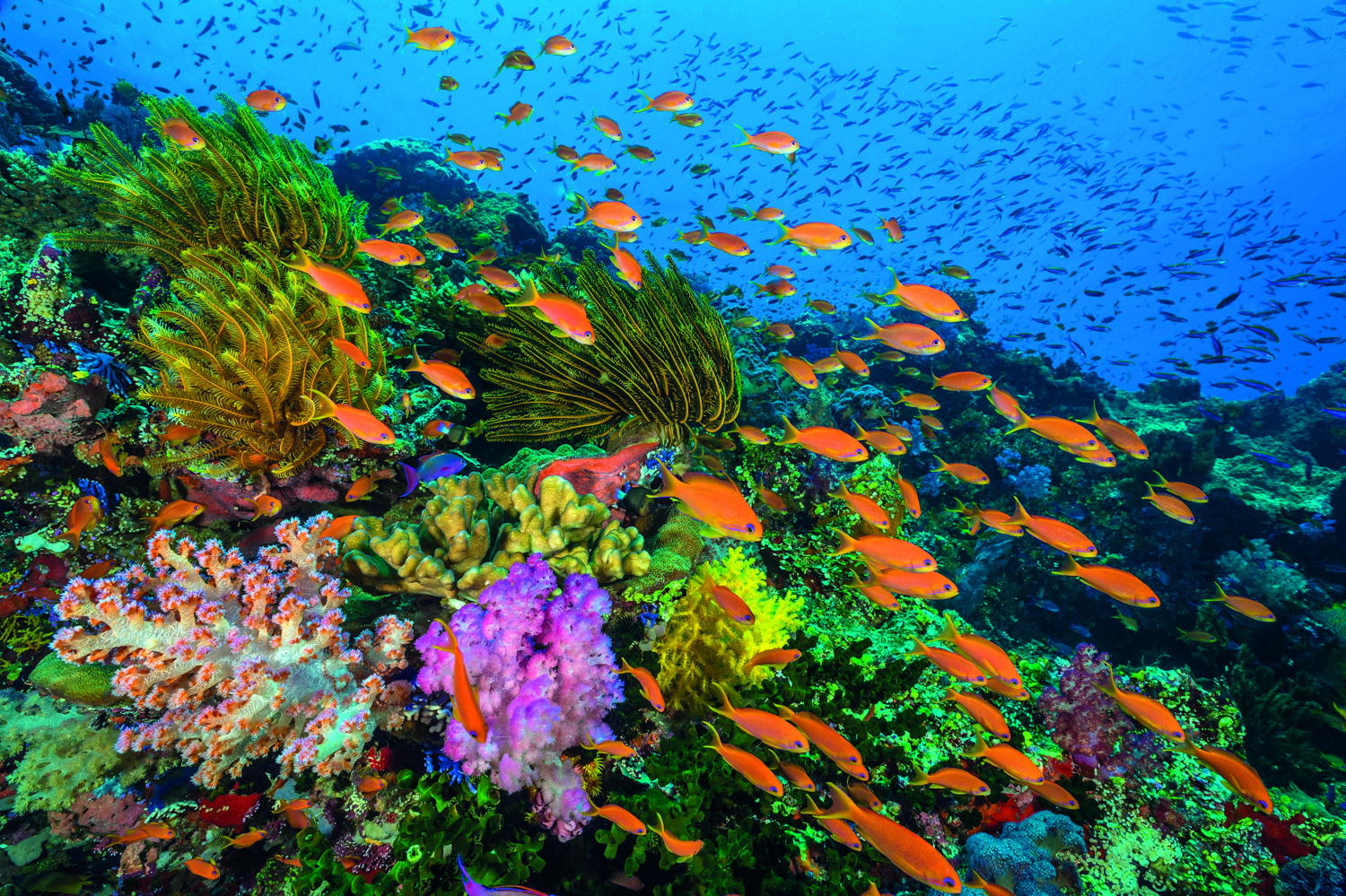 Afl 3: Coral Reefs - (c) BBC