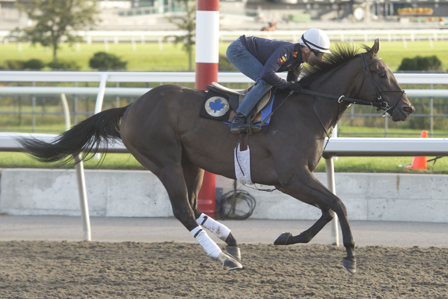 Secret Reserve training at Woodbine (Michael Burns Photo)