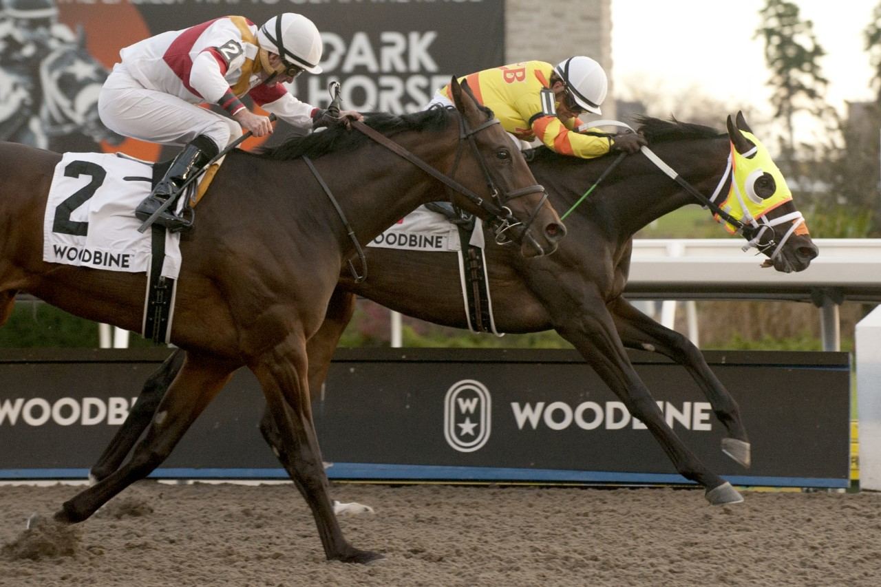 Velocitor and jockey Justin Stein winning the 118th running of The Coronation Futurity on Sunday at Woodbine (Michael Burns Photo)