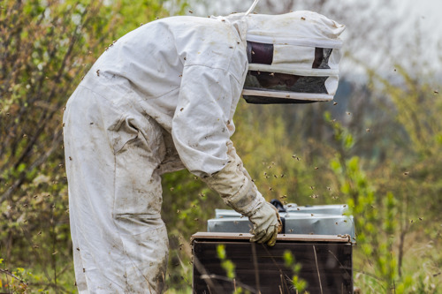 Bijen brengen biodiversiteit van de omgeving in kaart voor Colruyt Group