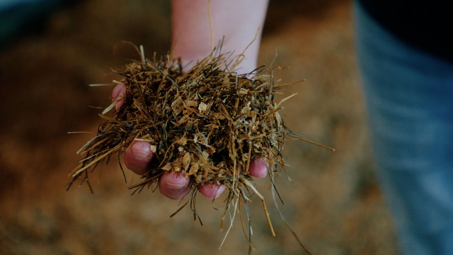 De koeien van Dominique krijgen een mengsel van gras, mais, bietenpulp, bierdraf, gerst en soja.