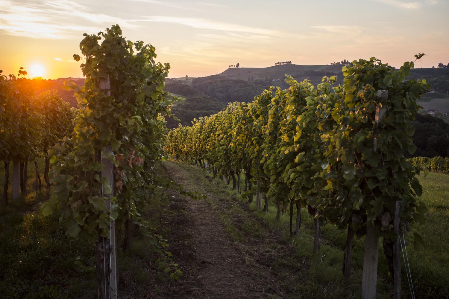 medjimurje-vineyard-optimized-for-web-bojan-haron-markicevic