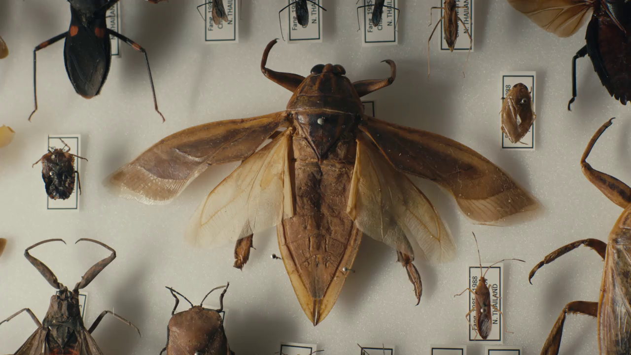 Een verzameling voor de eeuwigheid - insecten
