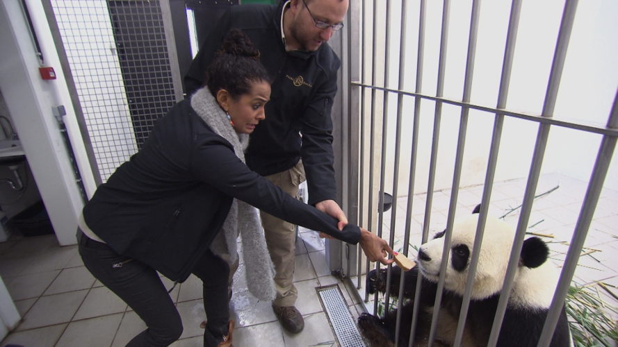 Achter de schermen bij de panda's (c) VRT