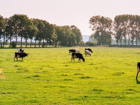 FrieslandCampina and Milcobel announce intention to merge