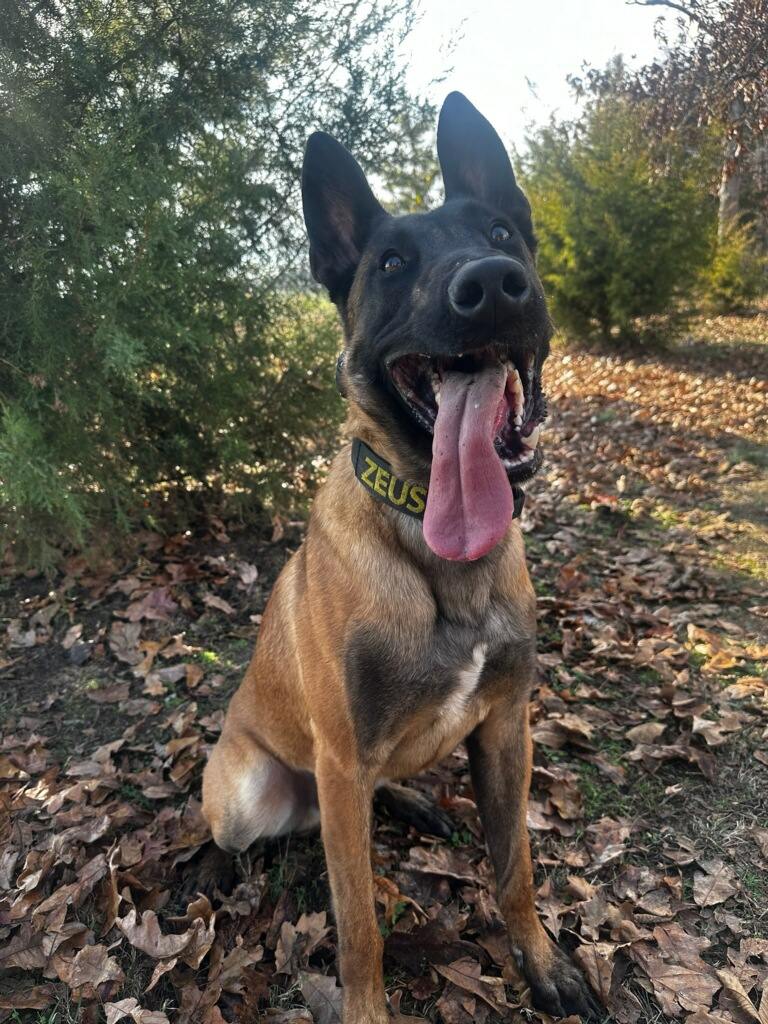 K9 Zeus