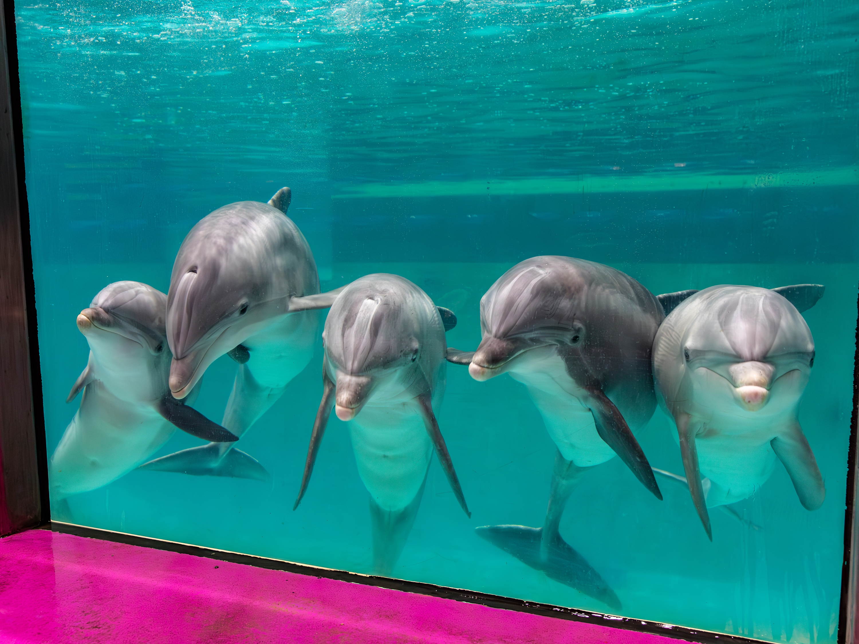 World Animal Protection sues TUI over dolphinarium ticket sales