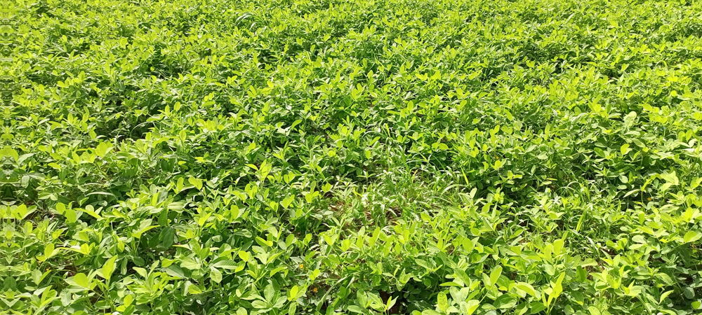 Groundnut performance at a Technology Park in Senegal. Photos. ICRISAT. 