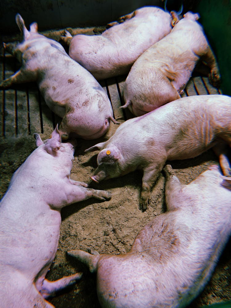 Liggende vleesvarkens