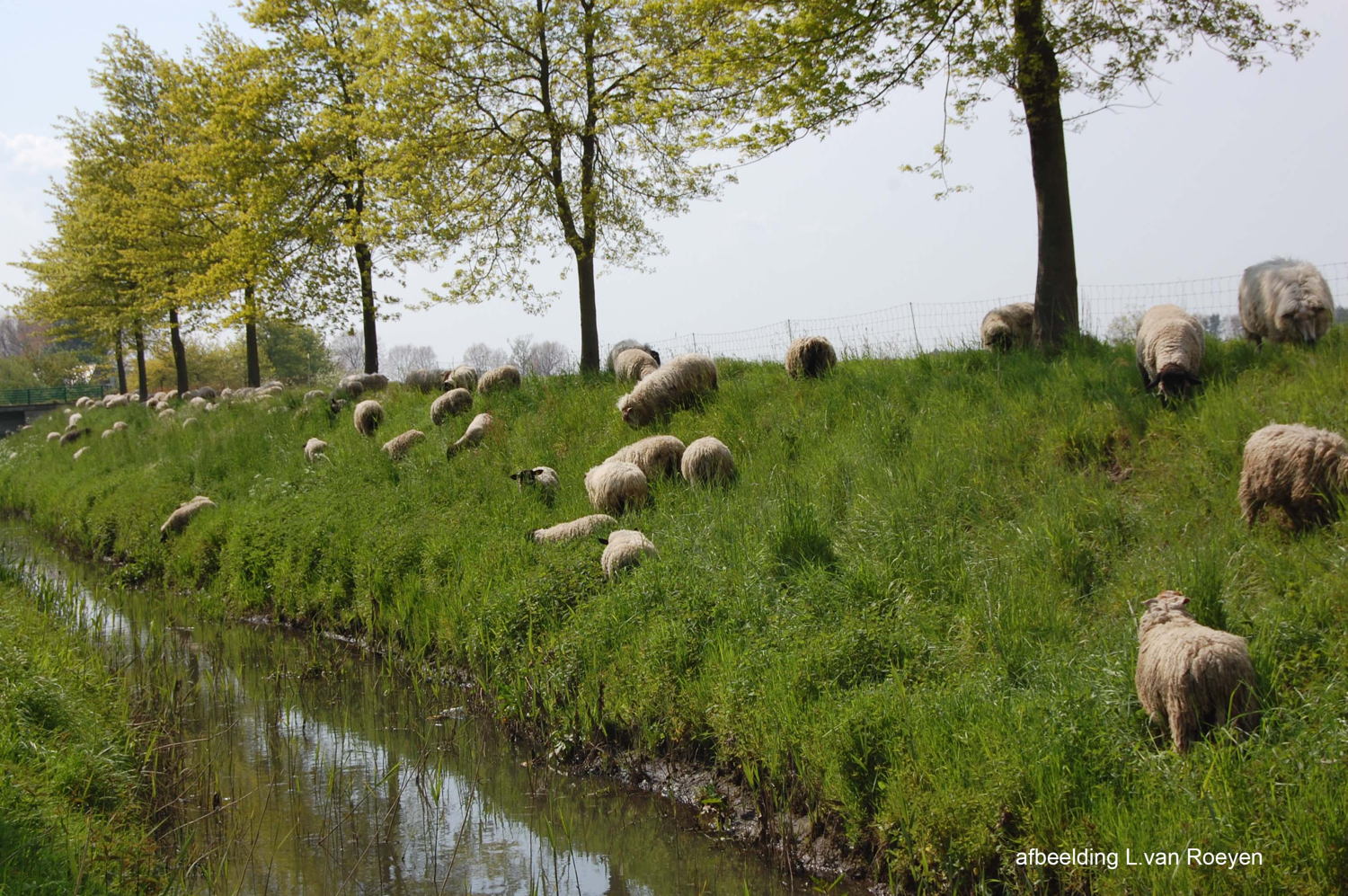 Begrazing aan de Watergang van de Hoge Landen - © Luc Van Roeyen