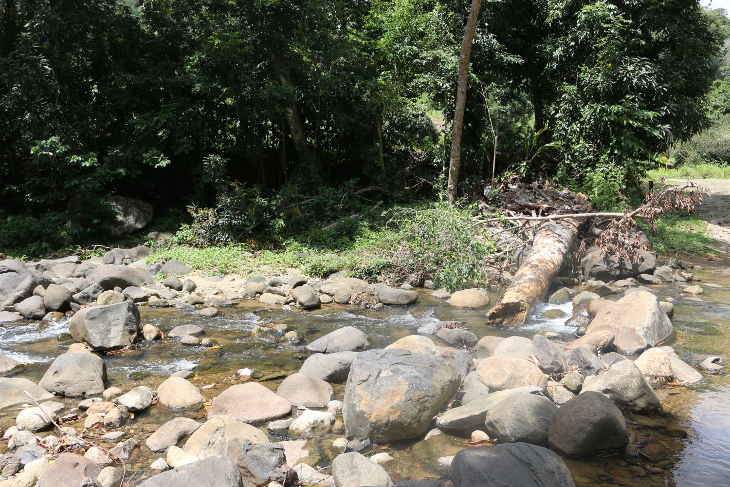 A fallen tree, from the deforestation caused by previous floods, partially blocks the river's path.