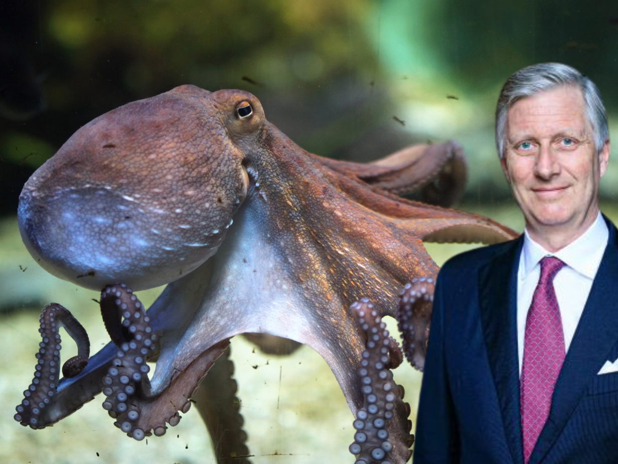 Les poulpes épargnés par le roi Philippe : GAIA le félicite et l’invite à élargir son engagement pour les animaux