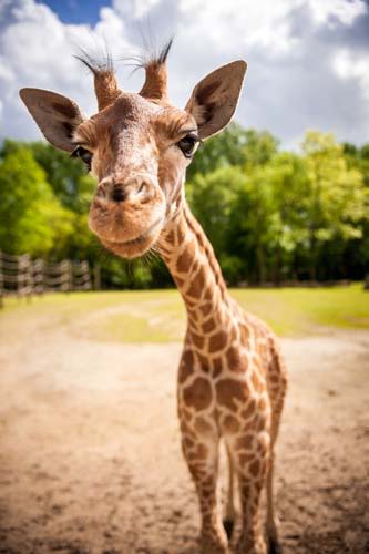 Copyright foto's: Zoo Antwerpen en Planckendael