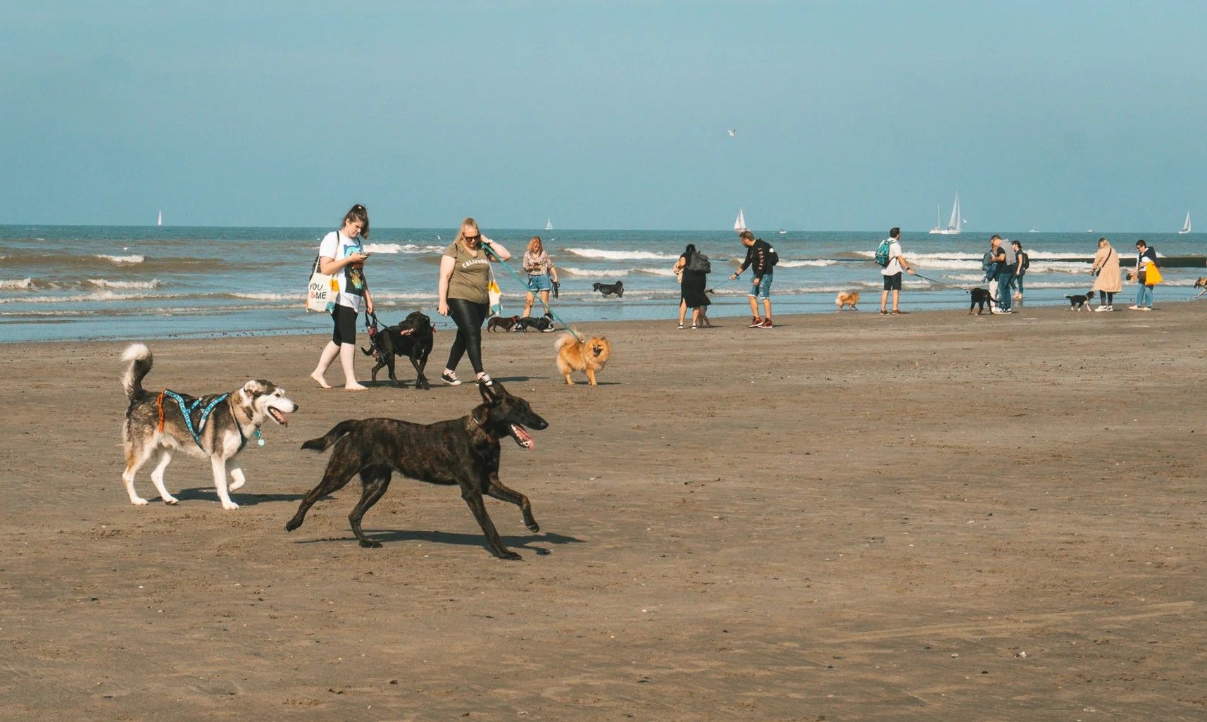 Hondenfestival aan zee laat staarten kwispelen en harten smelten