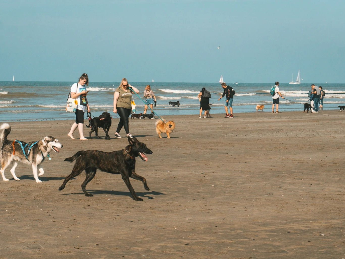 Hondenfestival aan zee laat staarten kwispelen en harten smelten