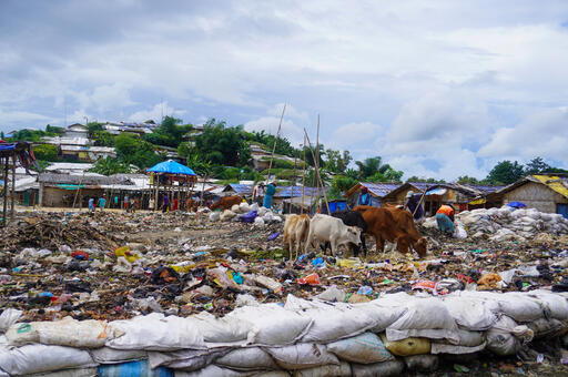 Cows graze on a rubbish dump in one of the camps for Rohingya refugees. Cox’s Bazar, Bangladesh, October 2023 © Ro Yassin Abdumonab