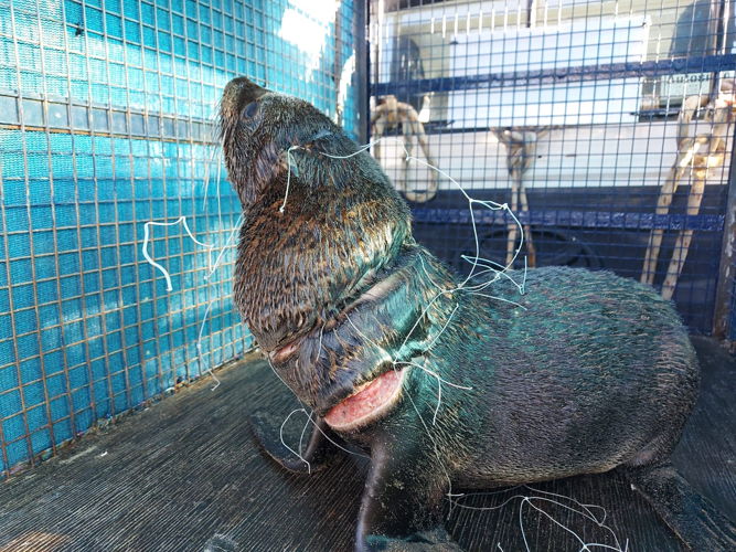 Lobo marino de Dos Pelos Sudamericano - Heridas de red de nylon alrededor del cuello y axilas