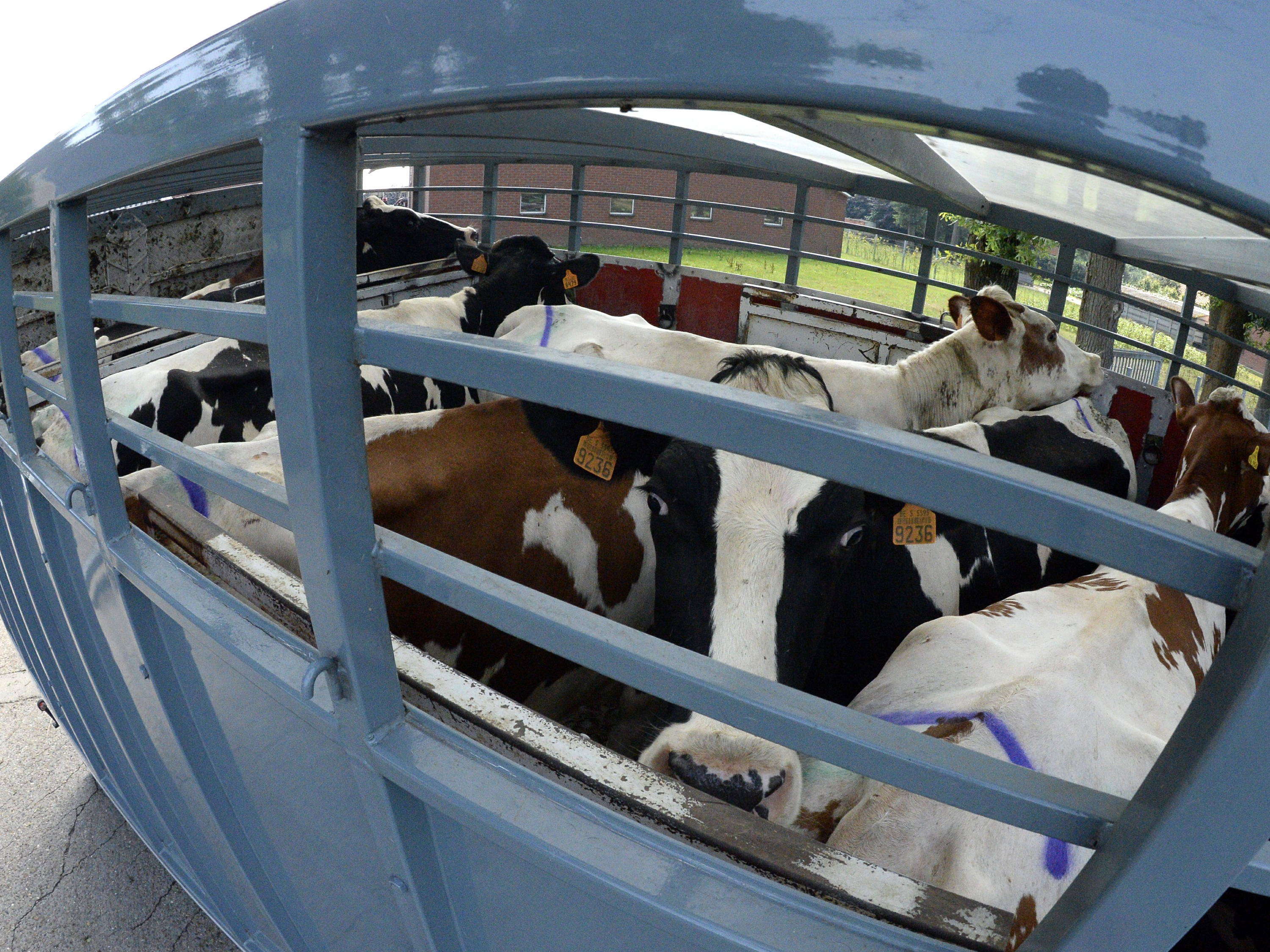 Flanders bans live animal transport to hot non-EU countries during summer