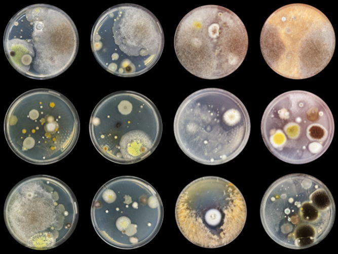 Using microbes as factories