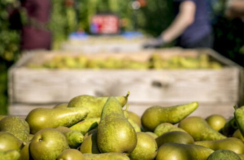 Primeur: klimaatscan brengt CO2-uitstoot fruittelers in kaart