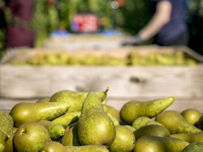 Primeur: klimaatscan brengt CO2-uitstoot fruittelers in kaart