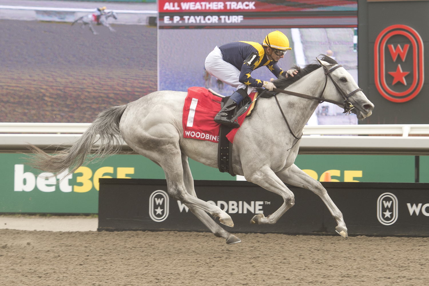 Earhart (FR) and jockey Rafael Hernandez winning the Whimsical Stakes on May 3, 2025 at Woodbine (Michael Burns Photo)