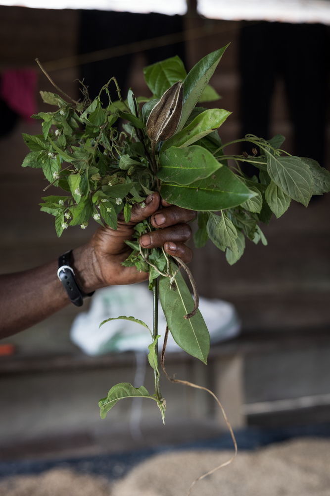 "I cure the eye, the evil of the nation (of birth)... I have my herbs on the rooftop and I use them for everything. When the school thing happened, we left and a few days later we returned. The teacher does not teach there anymore because the school was destroyed by the bullets," says Margarita Rojas Mena. Mojaudó, Alto Baudó, Chocó.