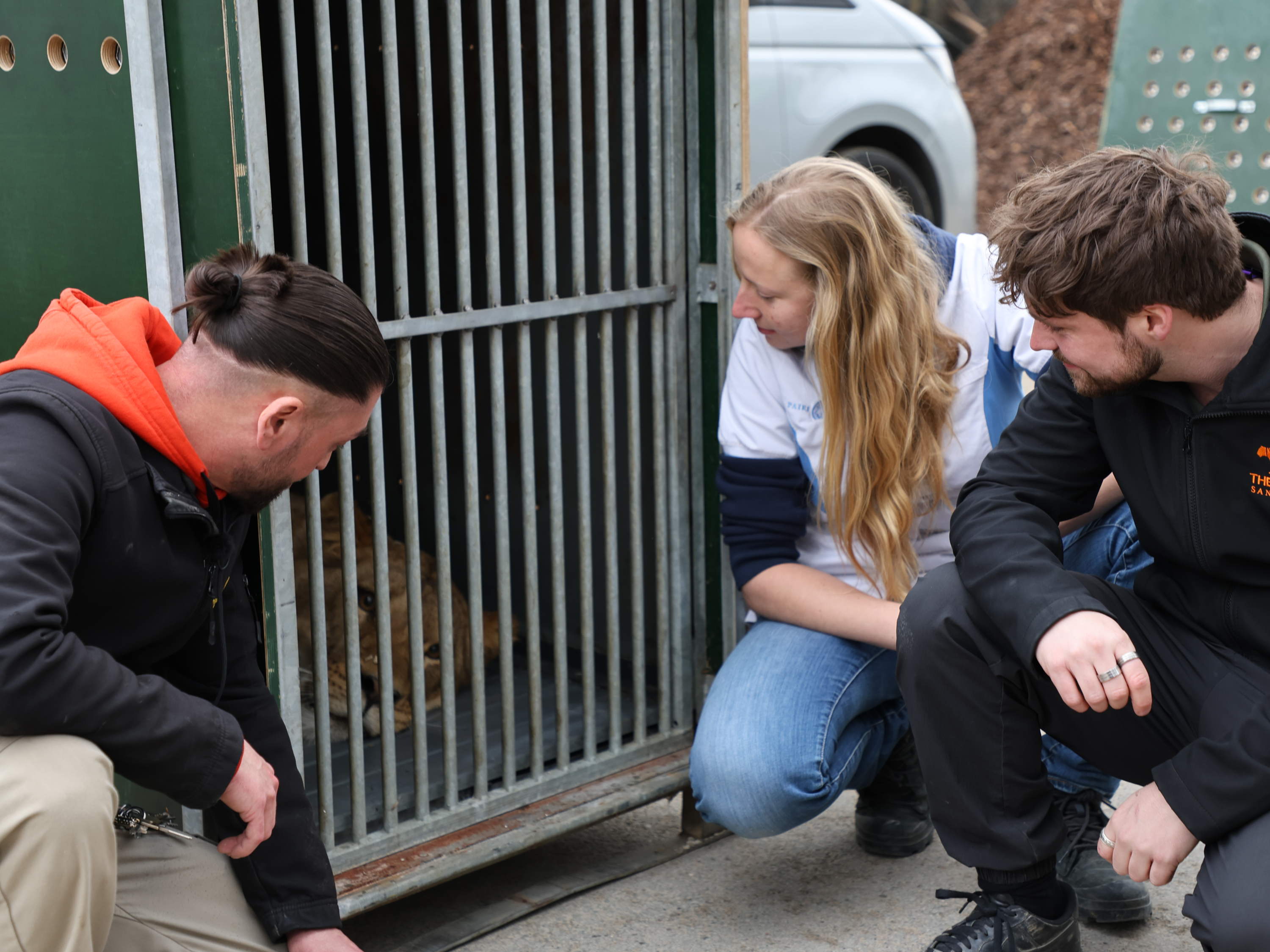 Rescued lionesses from Ukraine have left  Pairi Daiza this Thursday  March 13 to join The Big Cat Sanctuary.