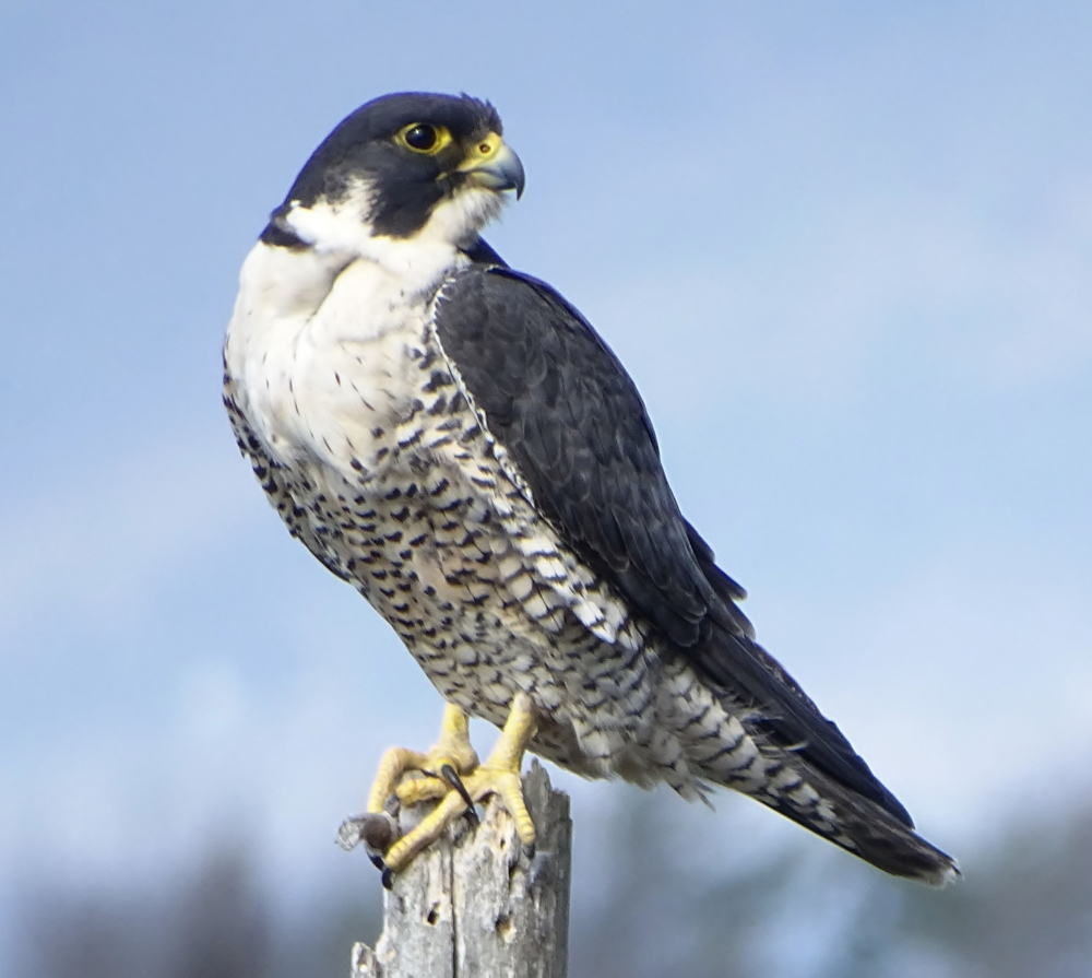 slechtvalk_ copyright: Shirley Zundell