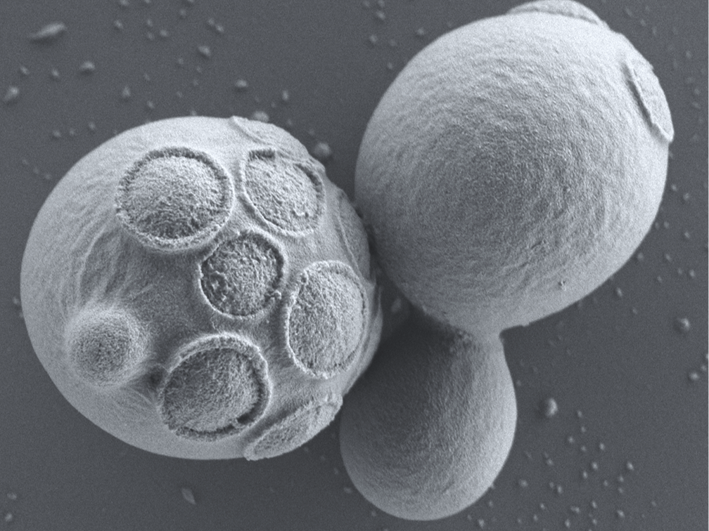 Flemish researchers launch OPENPichia, an industrial open access yeast system for the production of proteins