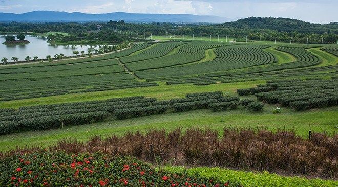 Chiang-Rai_Singha-Pak-02