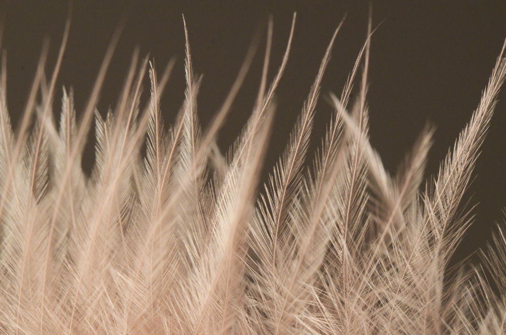 Close-up photograph of a feather. AKG8144751 © akg-images / © Photo Researchers, Inc./SCIENCE SOURCE