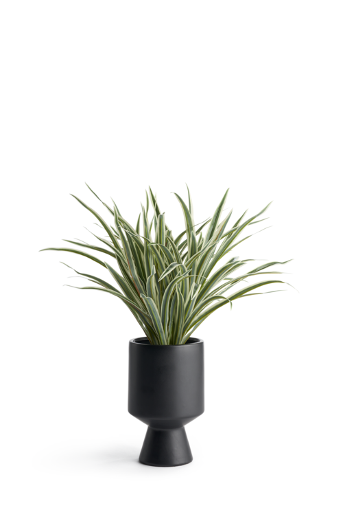 Habitat Naturalist Spider Plant in Black Pot, £28