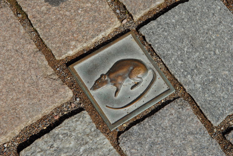 Rat traces in Hameln (c) Hameln Marketing und Tourismus GmbH