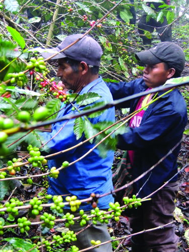 Indigenous farmers of Chiapas, Mexico pick coffee cherries destined for Equal Exchange and the Hanover Co-op Food Stores.