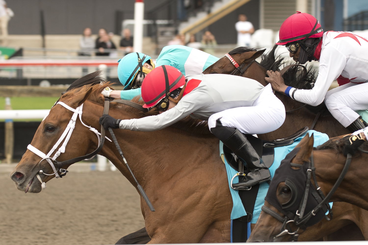 Brindi (IRE) and jockey Sofia Vives winning the Ruling Angel Stakes on May 17, 2025 at Woodbine (Michael Burns Photo)