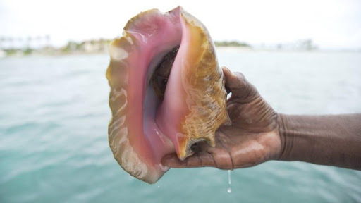 Queen conch caught by underwater diver (photo credit: Christian Harris)
